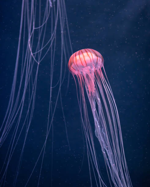 istock glowing jellyfish chrysaora pacifica underwater 1162028685
