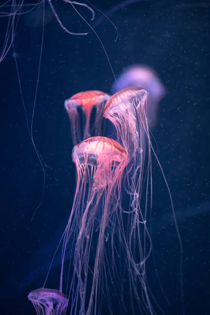 istock glowing jellyfish chrysaora pacifica underwater 1162028720