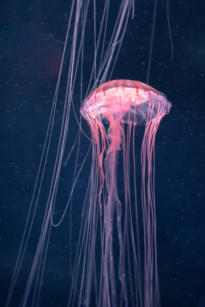 istock glowing jellyfish chrysaora pacifica underwater 1162028751