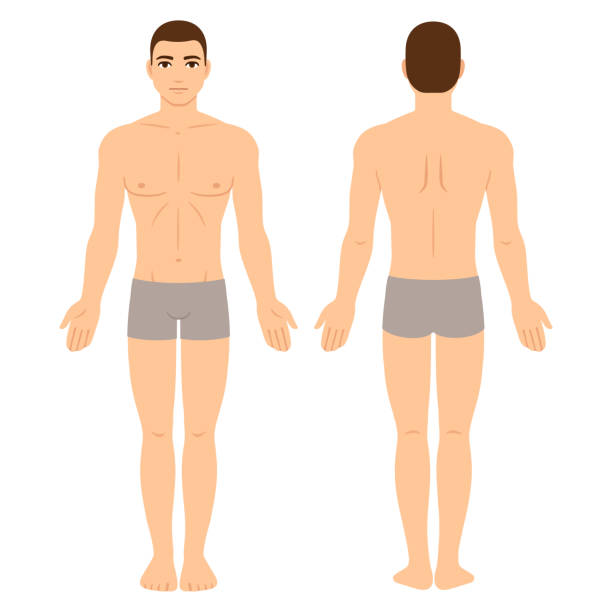 illustrazioni stock, clip art, cartoni animati e icone di tendenza di corpo maschile davanti e dietro - male men body fashion model