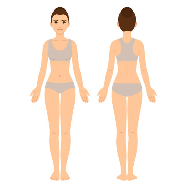 Female body front and back Female body chart, front and back view. Young woman in underwear, vector clip art for medical infographics and fashion illustration. sports bra stock illustrations