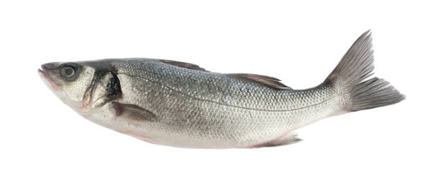 сибас рыбы изолированы без тени - labrax стоковые фото и изображения
