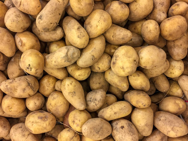istock Fresh potatoes for sale on the shelf slightly washed. 1162029831