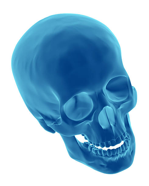 istock 3D render like x-ray of a human skull 116203065