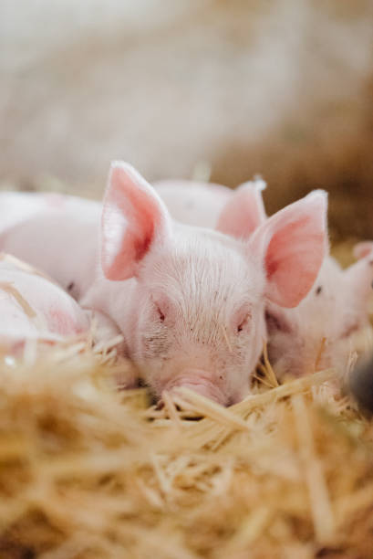 istock small piglet on hay at organic farm 1162031251