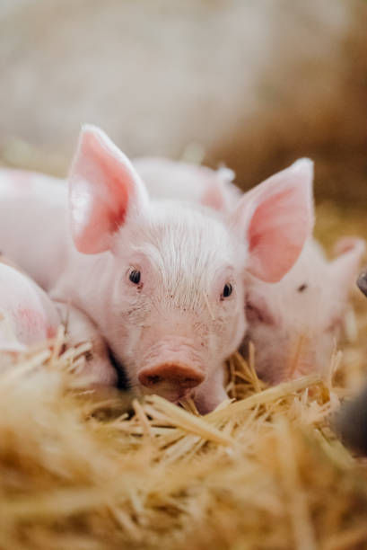 istock small piglet on hay at organic farm 1162031289
