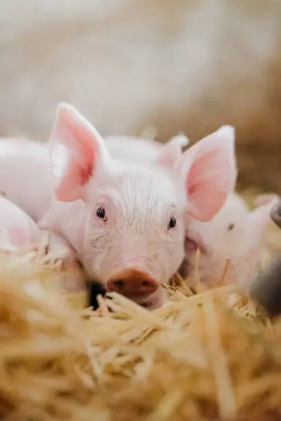 young piglet lying on hay looking at camera, livestock agribusiness