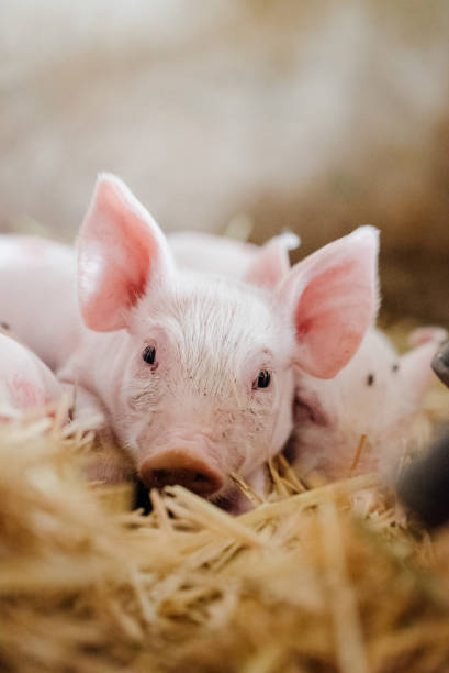 istock small piglet on hay at organic farm 1162031312
