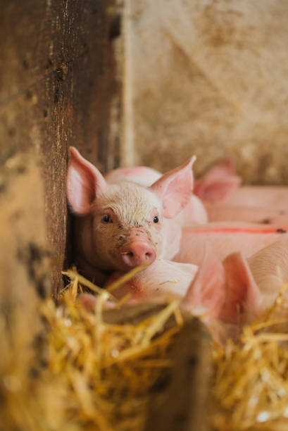 istock small piglet on hay at organic farm 1162031330