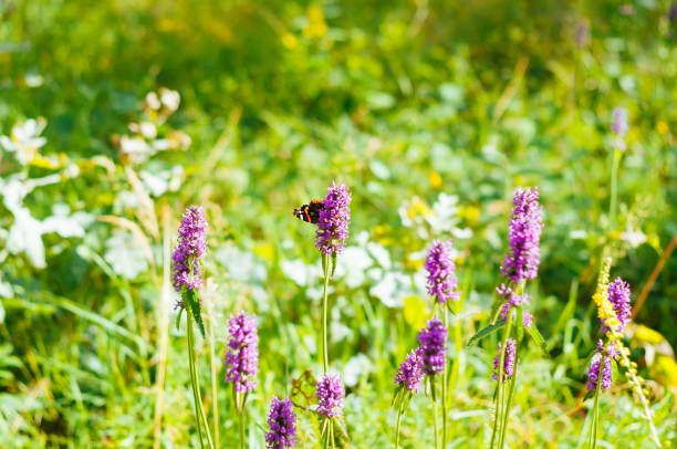 Beautiful meadow field with wild flowers. Spring or summer wildflowers closeup. Health care concept. Rural field. Alternative medicine. Environment