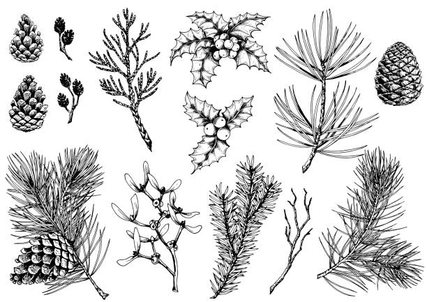 illustrations, cliparts, dessins animés et icônes de ensemble vectoriel de branches de pin, cônes, baies de houx, thuja, gui, sapin, cônes d'aulne et brindille sèche. - pinède