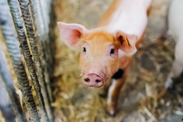 istock young piglet on hay at organic farm 1162032985