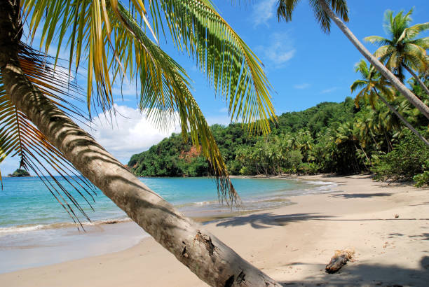 istock Slanted palm trees at Batibou beach (Dominica) 1162033005
