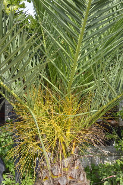 istock In the treetop of the palm tree 1162033035
