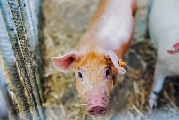 istock small piglet on hay at organic farm 1162033092