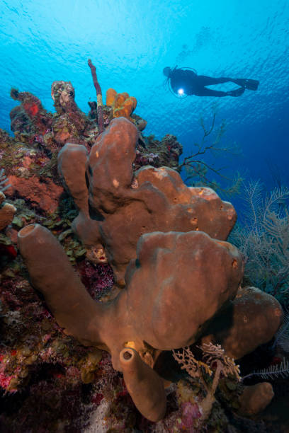 istock Caribbean coral reef and diver 1162034194