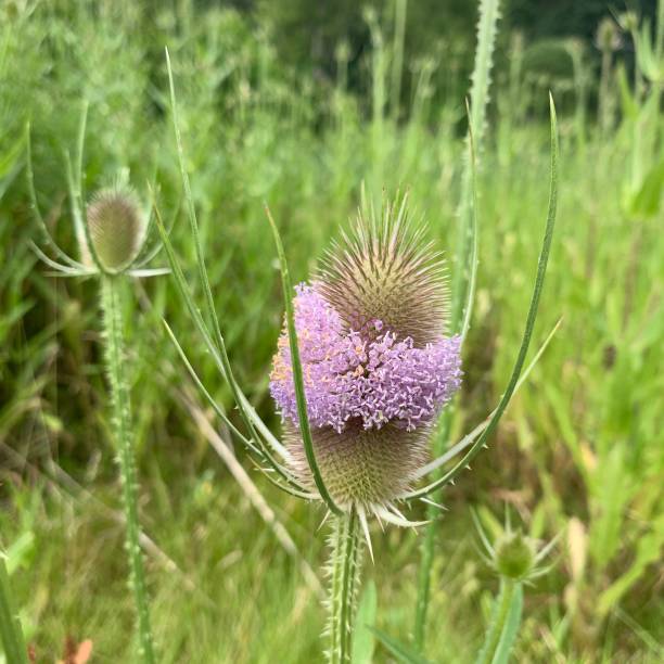 istock Thistle with Purple Flowers 1162034350