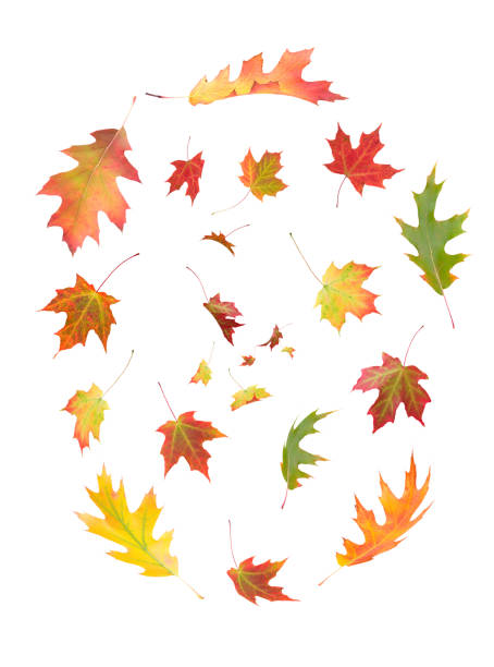 Whimsical fall autumn oak and maple leaves isolated on white