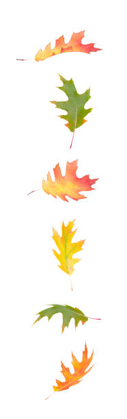 istock Autumn oak leaves isolated 1162036564