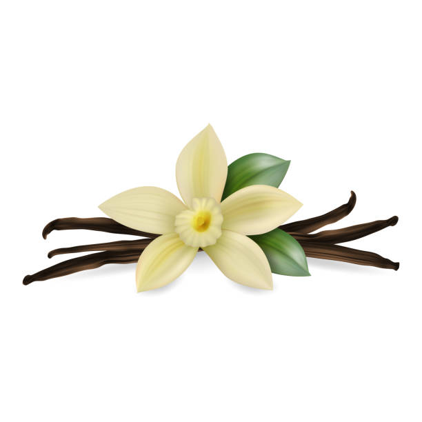 Vector 3d Realistic Composition with Sweet Scented Fresh Vanilla Flower with Dried Seed Pods and Leaves Set Closeup Isolated on White Background. Distinctive Flavoring, Culinary Concept. Front View Vector 3d Realistic Composition with Sweet Scented Fresh Vanilla Flower with Dried Seed Pods and Leaves Set Closeup Isolated on White Background. Distinctive Flavoring, Culinary Concept. Design Template, Clipart. Front View. vanilla ice cream stock illustrations