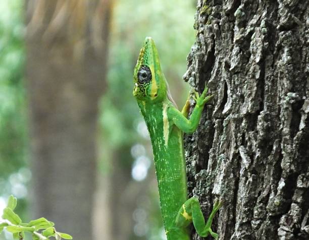 istock Cuban Knight Anole (Anolis equestris) climbing up a tree 1162041871
