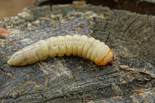 Личинка белая фото Личинка белая фото