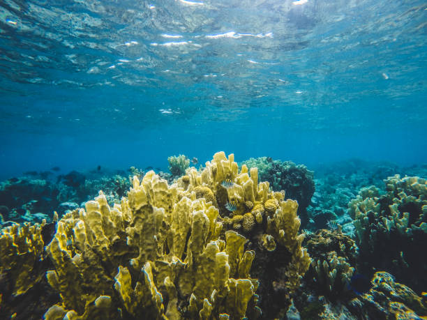 istock Stone coral in the sea 1162044292
