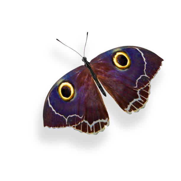 istock tropical colorful butterfly isolated on white background 1162044592