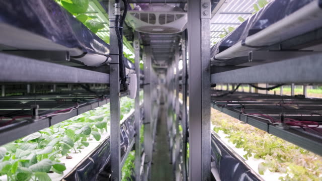 Racks of Cultivated Plant Crops at Indoor Vertical Farm