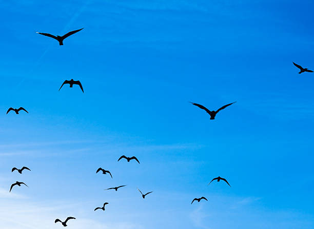 istock Animals; Birds in the sky 116204614