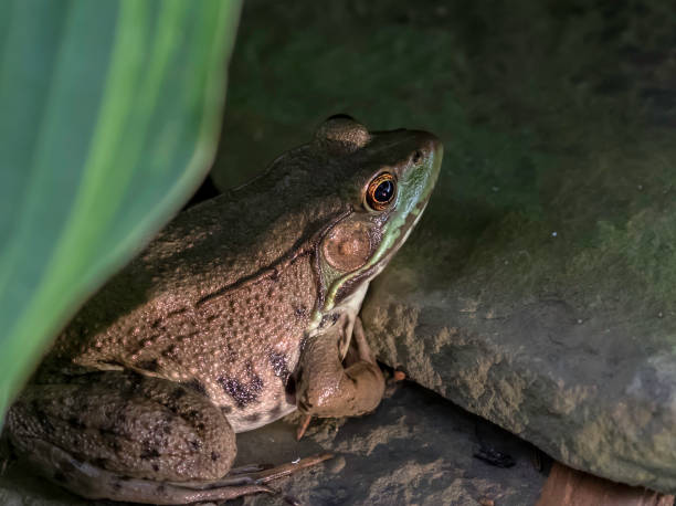 istock bull frog on a rock at a small pond 1162047068