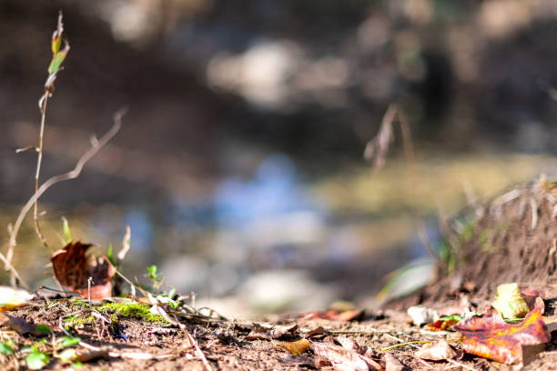 primer plano del follaje de hojas secas de color marrón tumbado en el suelo en otoño en el parque great falls en maryland con el río potomac en fondo borroso - 11323 fotografías e imágenes de stock