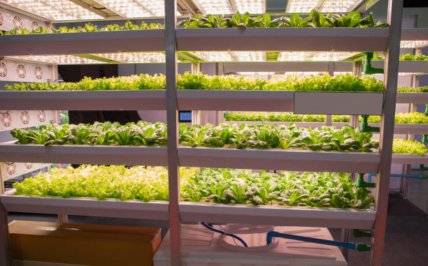 istock Plant grow with artificial LED lighting 1162048234