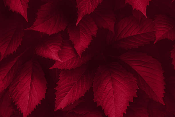 Bright purple leaves top view minimalistic background