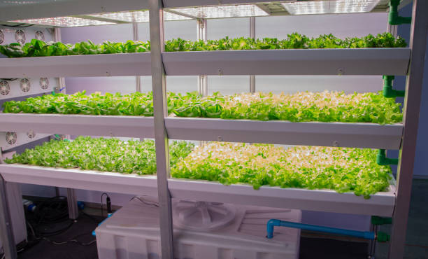 istock Plant grow with artificial LED lighting 1162048288