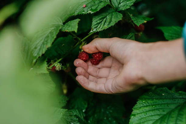 istock The child picks currant in the garden from a branch 1162049521