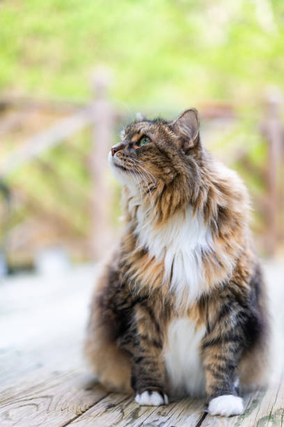 primer plano de una mascota de gato de pelo largo de maine coon calico sentada con fondo borroso afuera en la cubierta de madera de la casa - 11305 fotografías e imágenes de stock