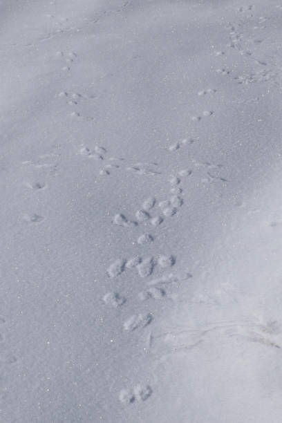 istock wild animal footprint on the snow 1162053326