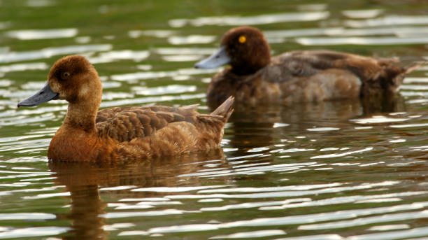 istock Lesser Scaups on Urban Pond 1162056211