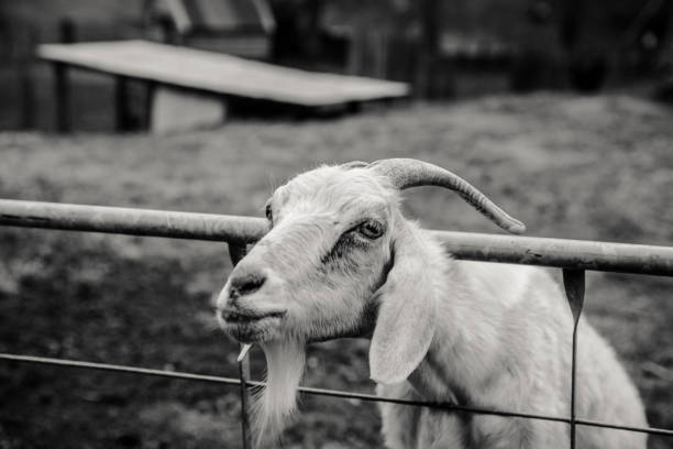 istock A white goat with it's head stuck through a fence 1162059230
