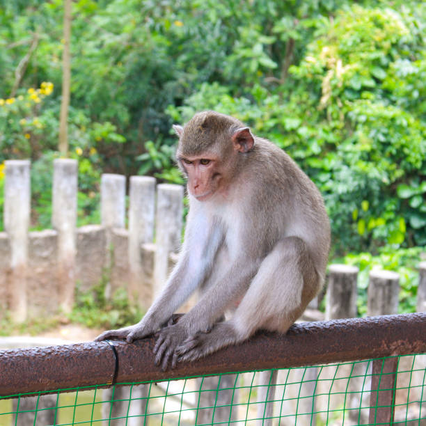 istock A cute monkey sitting on the steel fence. 1162059305