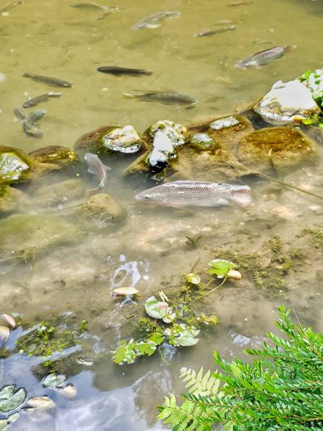 istock Pond Garden landscape koi carp fish sights 1162059382