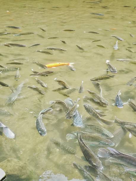 istock Marvellous spectacle phenomenon textured geometric pattern from lotus garden stream pond landscape koi carp fish sights 1162060287