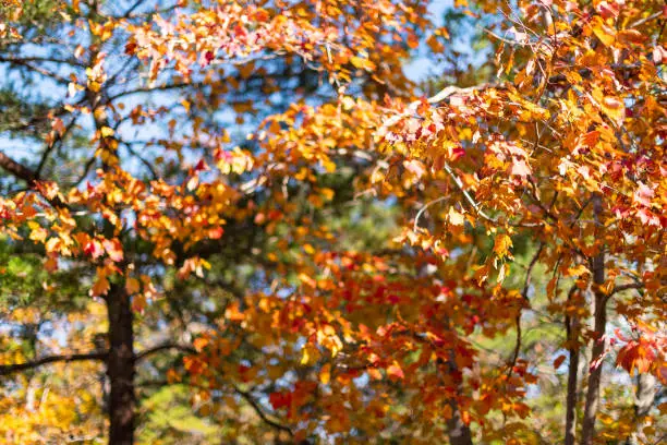 Great Falls yellow orange autumn maple trees color closeup in Maryland colorful foliage forest in Billy Goat Trail