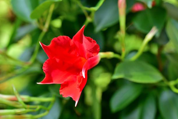 istock Mandevilla / Rocket trumpet Flower 1162061370