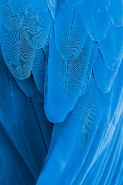 Closeup blue and gold macaw feathers