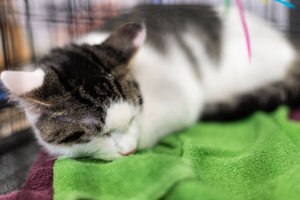 retrato do close up de um gato disperso abandonado branco e cinzento que dorme no abrigo em toalhas que esperam a adopção atrás das barras - 11313 - fotografias e filmes do acervo