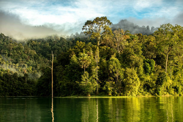 istock evergreen forest in raining season with flooding water 1162068105
