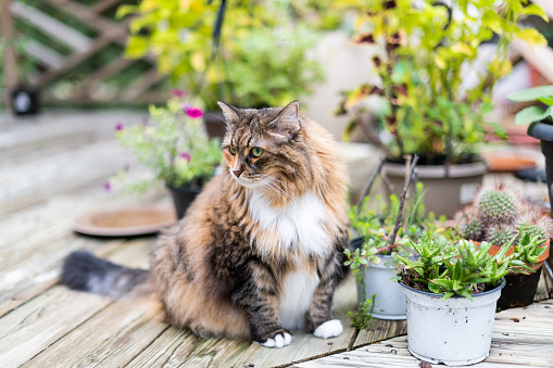 Calico maine coon cat sitting outside on deck by wooden fence and potted garden plants in pots curious fluffy outdoor kitty