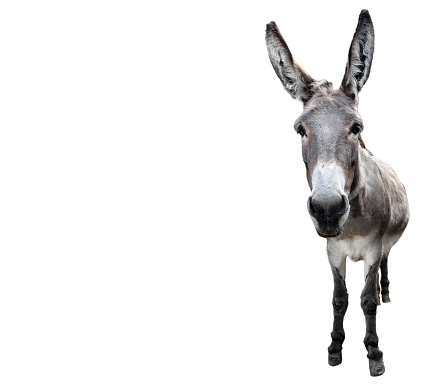Donkey full length isolated on white. Funny gray donkey standing in front of camera. Farm animals.